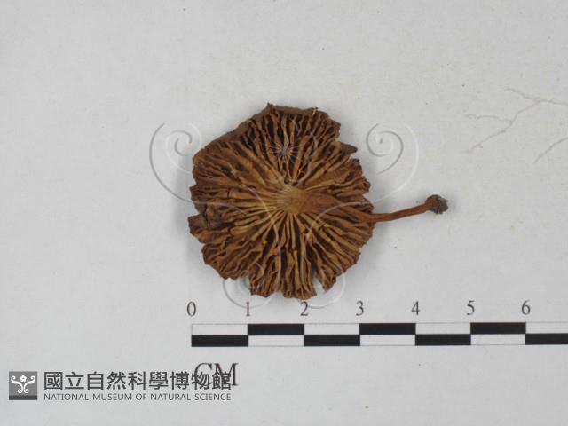 登錄號:F0027280藏品圖，第1張