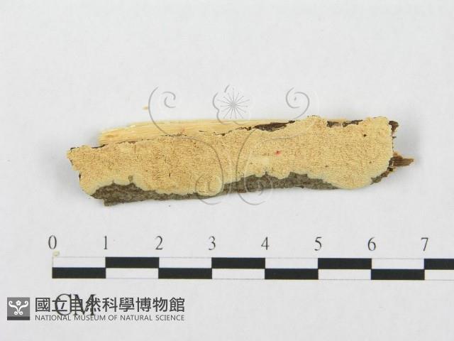 登錄號:F0007280藏品圖，第1張