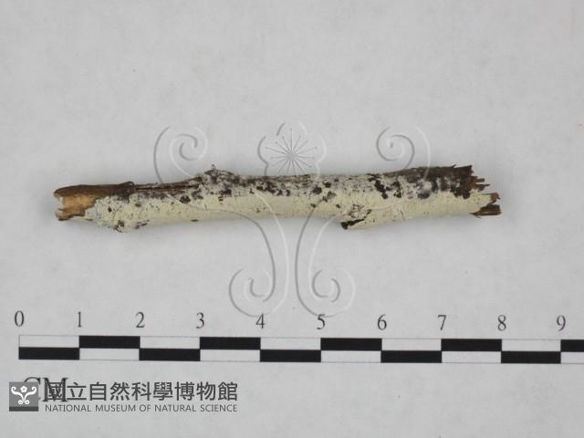 冇骨消絲齒菌藏品圖，第1張