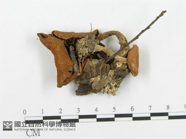 登錄號:F0005280藏品圖，第1張