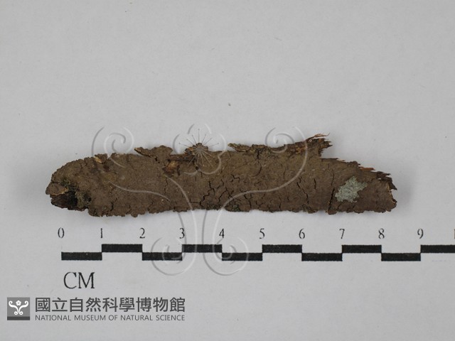 刺革菌屬藏品圖，第1張