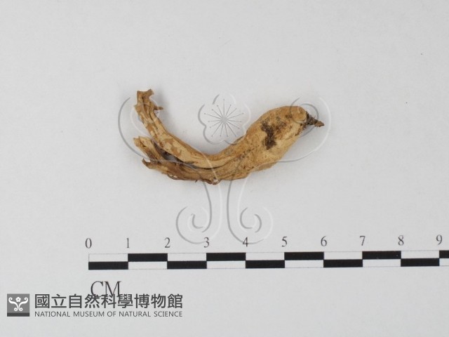 登錄號:F0023280藏品圖，第1張