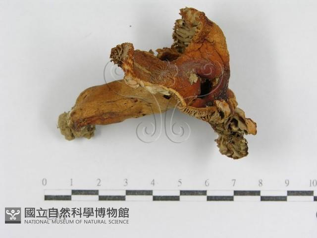 登錄號:F0013280藏品圖，第1張
