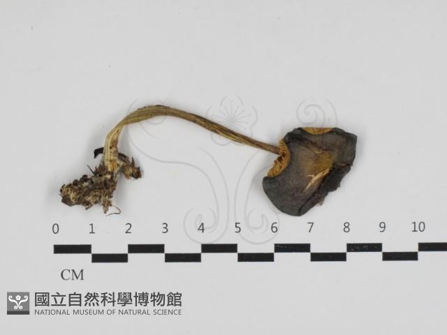 粉褶菌屬藏品圖，第1張