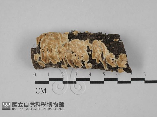 齒耳菌屬藏品圖，第1張