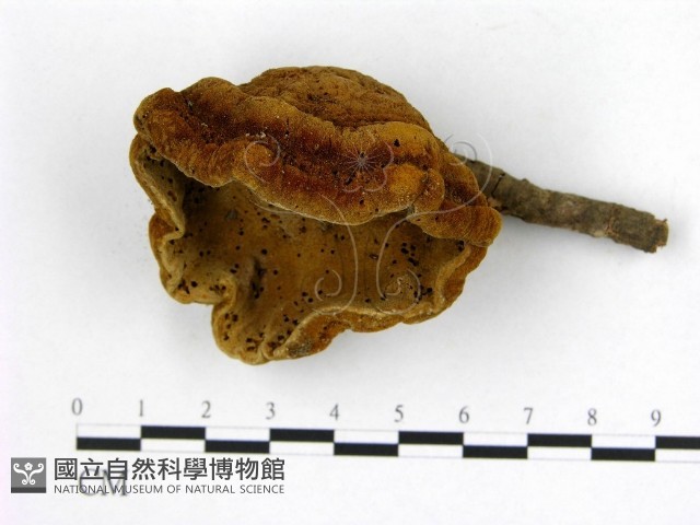 登錄號:F0008880藏品圖，第1張