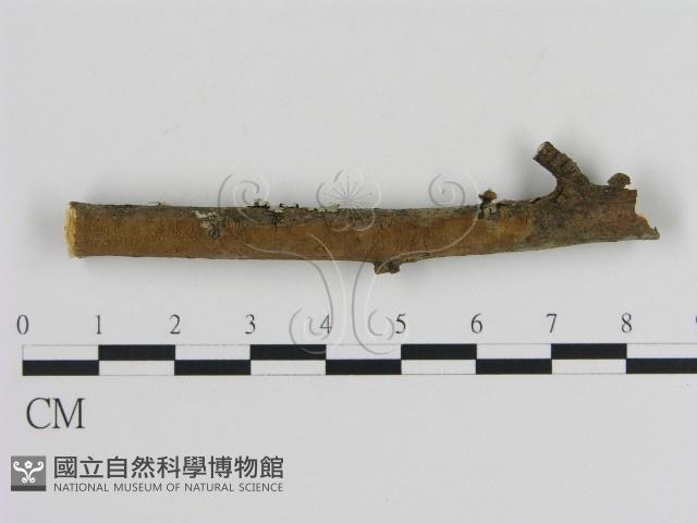 刺革菌屬藏品圖，第1張