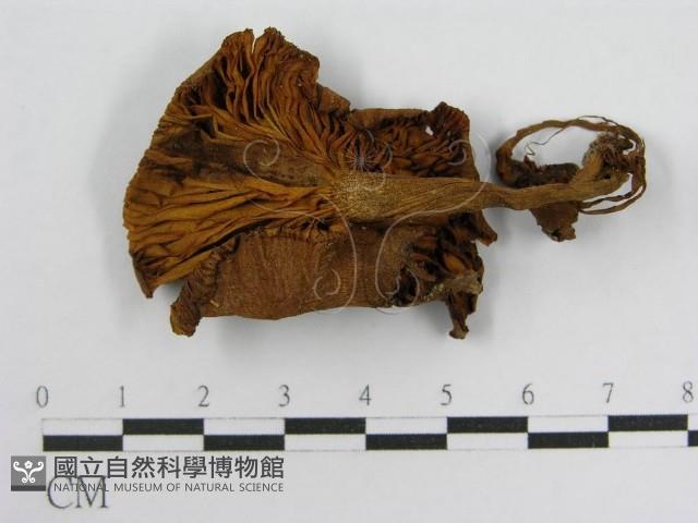 登錄號:F0010880藏品圖，第1張