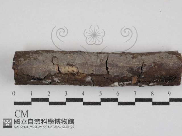 刺皮菌屬藏品圖，第1張