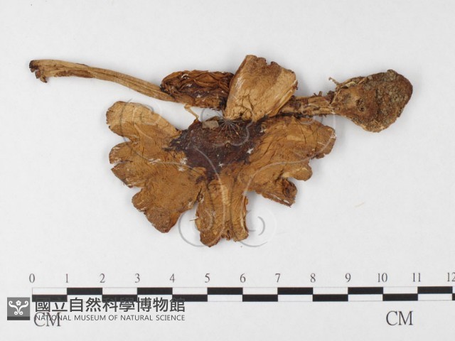 登錄號:F0026880藏品圖，第1張