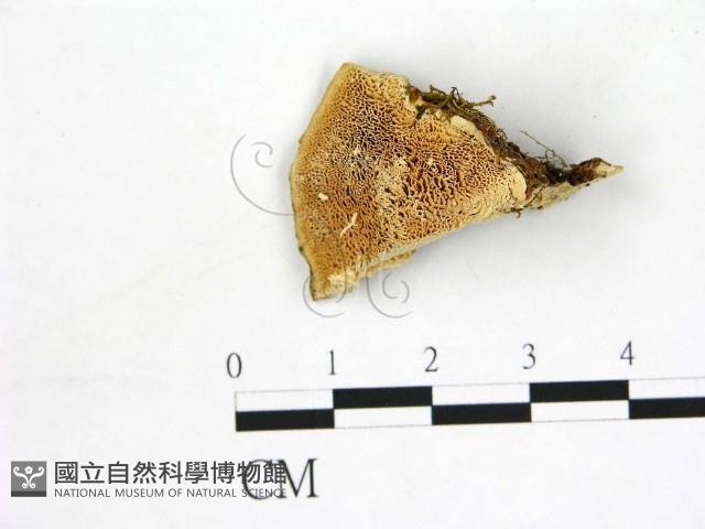 登錄號:F0006880藏品圖，第1張