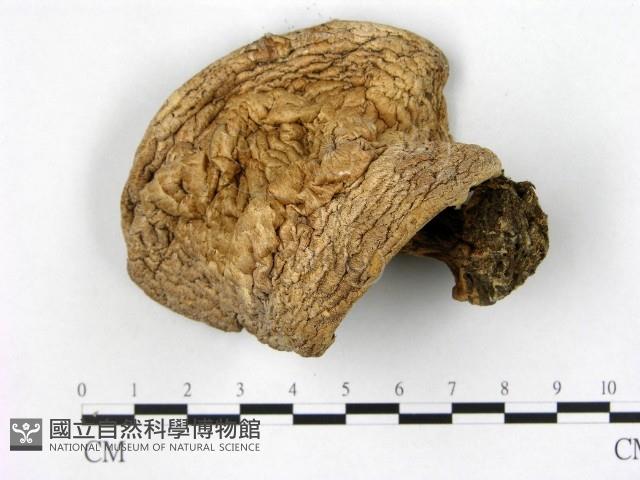 登錄號:F0021880藏品圖，第1張