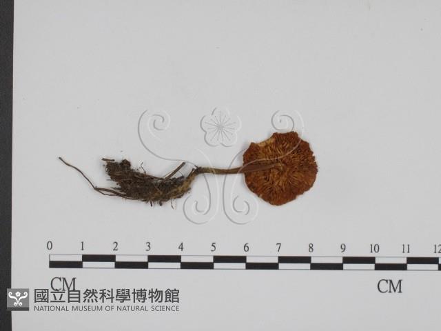 登錄號:F0001880藏品圖，第1張