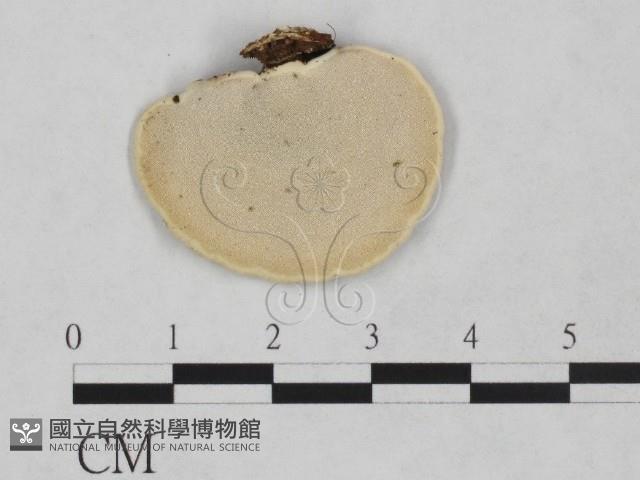 靈芝屬藏品圖，第1張