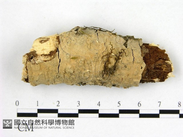 顯絲菌屬藏品圖，第1張