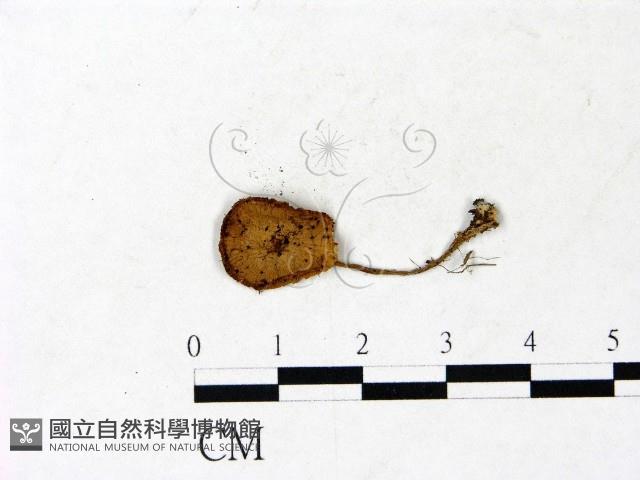 登錄號:F0022880藏品圖，第1張