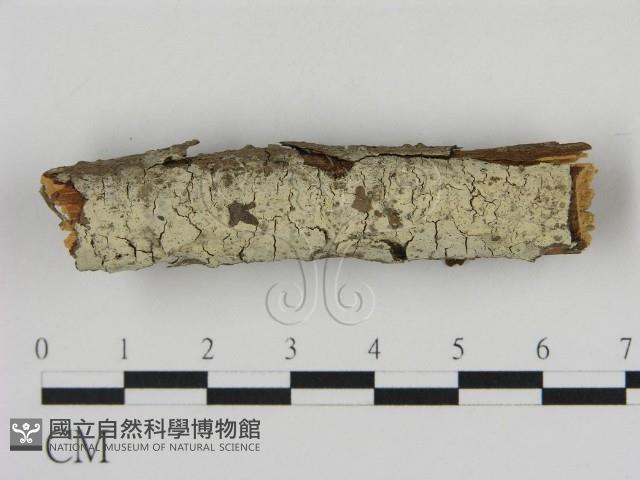 冇骨消絲齒菌藏品圖，第1張