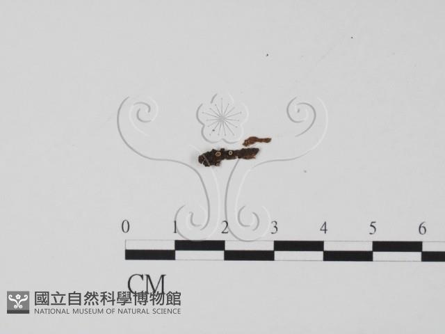 登錄號:F0012880藏品圖，第1張