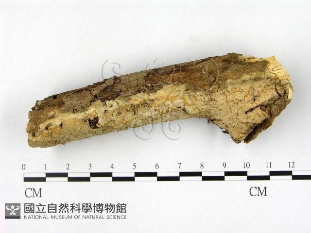 登錄號:F0007880藏品圖，第1張