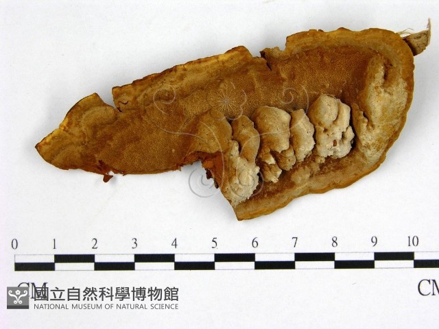 登錄號:F0005880藏品圖，第1張