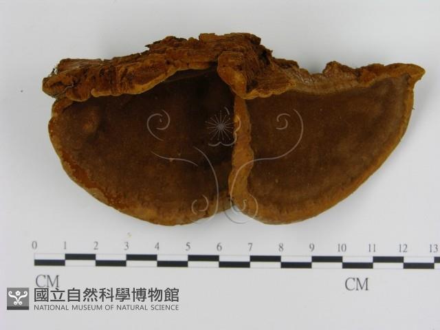 纖孔菌屬藏品圖，第1張