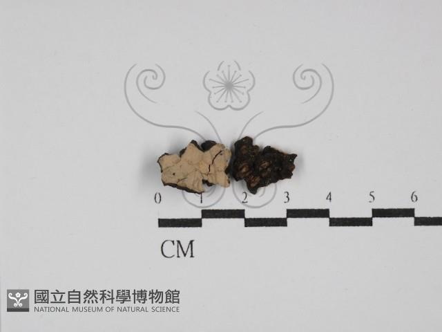 登錄號:F0029880藏品圖，第1張