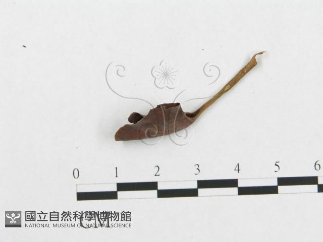 登錄號:F0009880藏品圖，第1張