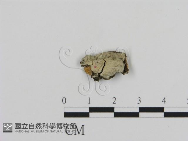 登錄號:F0003880藏品圖，第1張