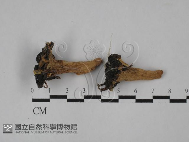 登錄號:F0028980藏品圖，第1張