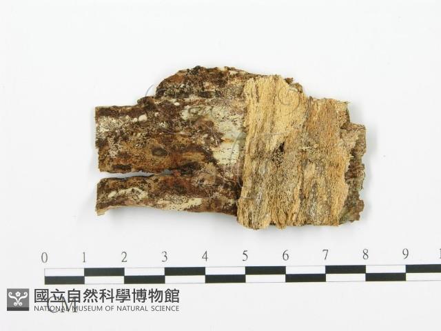 登錄號:F0000980藏品圖，第1張