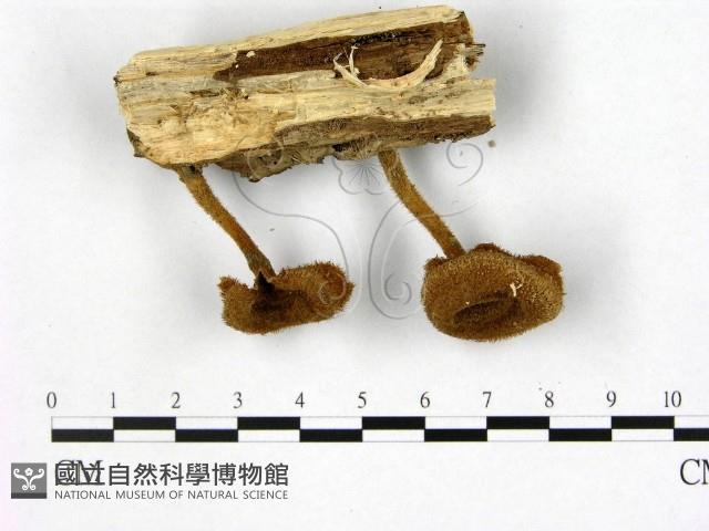 登錄號:F0010980藏品圖，第1張