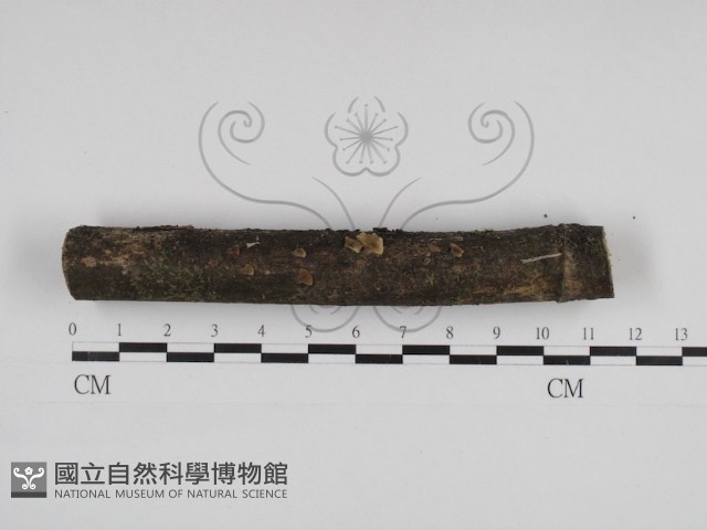 登錄號:F0030980藏品圖，第1張