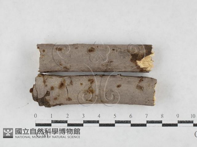 登錄號:F0026980藏品圖，第1張