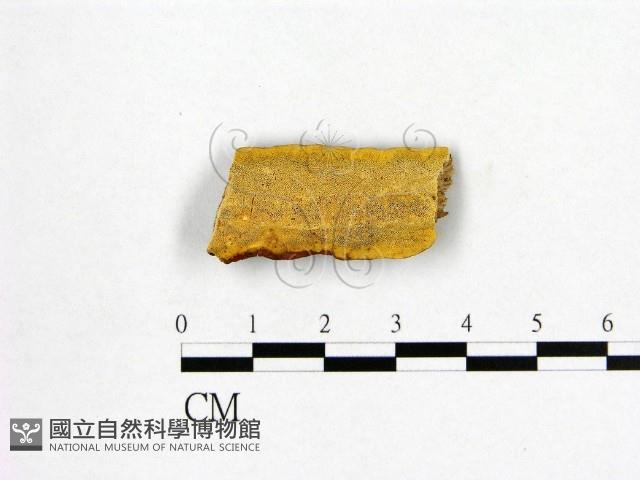 登錄號:F0006980藏品圖，第1張