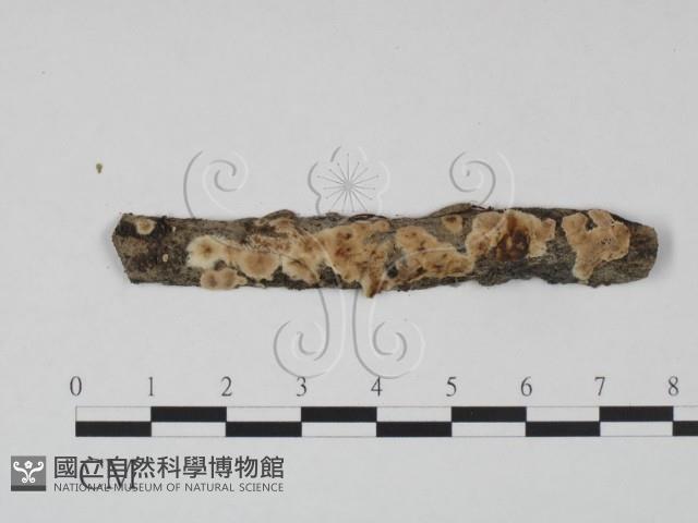 登錄號:F0016980藏品圖，第1張