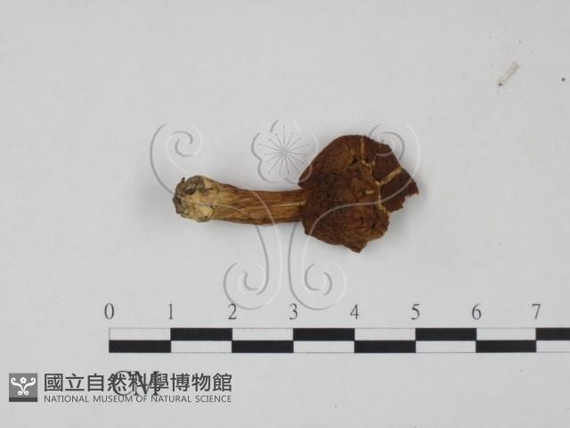 登錄號:F0021980藏品圖，第1張