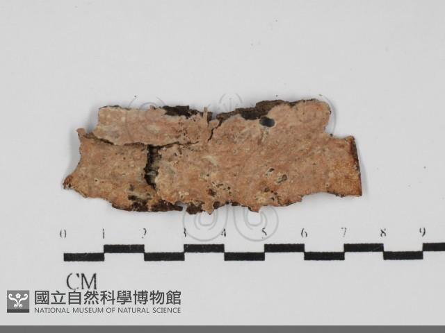 登錄號:F0031980藏品圖，第1張