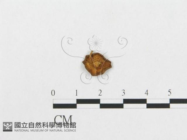 登錄號:F0004980藏品圖，第1張