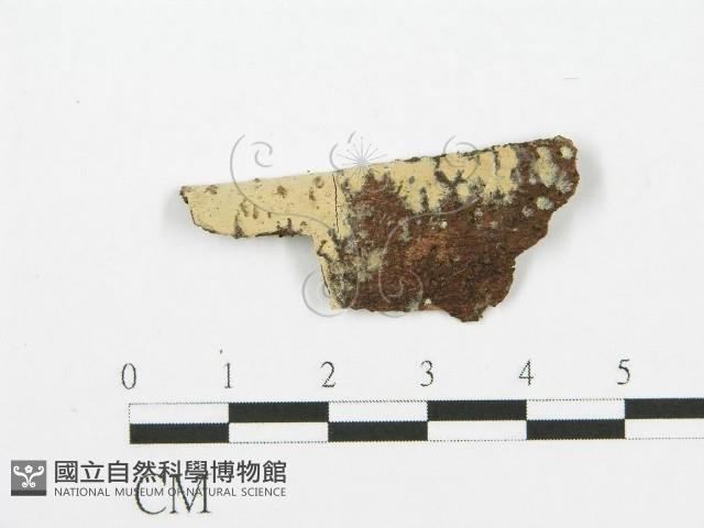 登錄號:F0014980藏品圖，第1張