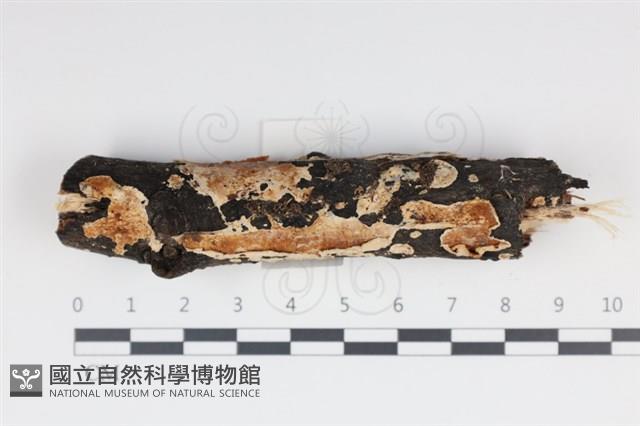 登錄號:F0034980藏品圖，第1張