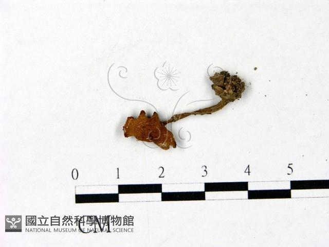 登錄號:F0022980藏品圖，第1張