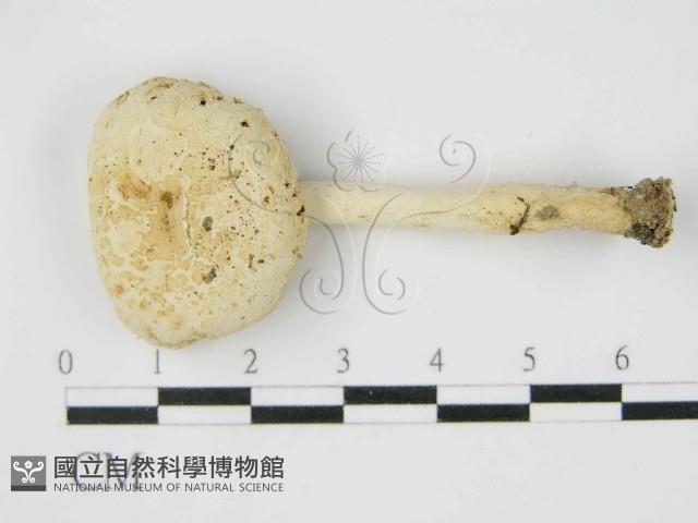登錄號:F0012980藏品圖，第1張