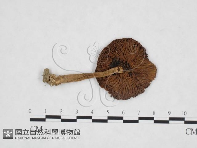 登錄號:F0025980藏品圖，第1張