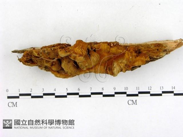 登錄號:F0005980藏品圖，第1張