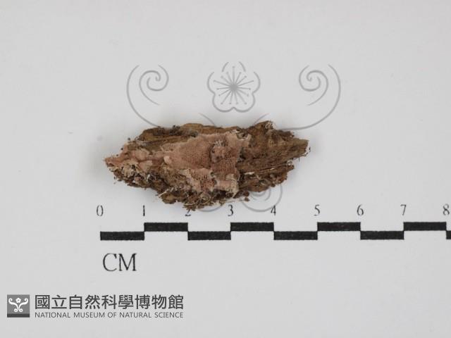 粗糙孢菌屬藏品圖，第1張