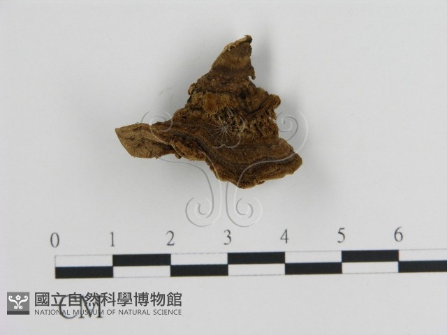 蜂窩菌屬藏品圖，第1張