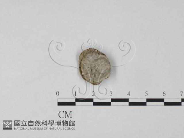 登錄號:F0019980藏品圖，第1張