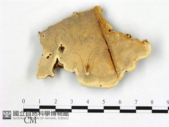 登錄號:F0013980藏品圖，第1張
