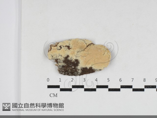 卵孢木齒菌藏品圖，第1張