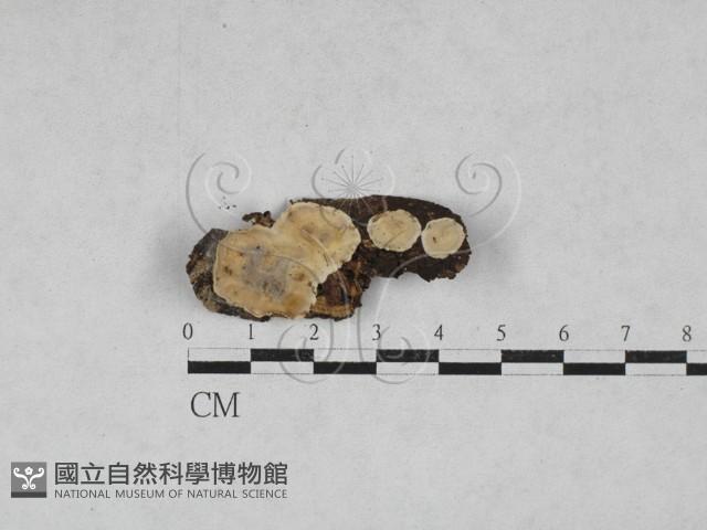 登錄號:F0028680藏品圖，第1張